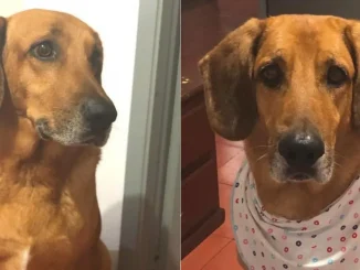 Condenan-a-falso-veterinario-en-Sabaneta