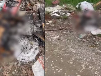El perro fue encontrado por algunos vecinos que llamaron a las autoridades de La Estrella.