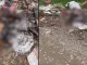 El perro fue encontrado por algunos vecinos que llamaron a las autoridades de La Estrella.