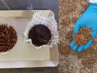 Harina de gusano, Universidad Nacional, ingenieros, innovación, alimentos, Q’Hubo Medellín