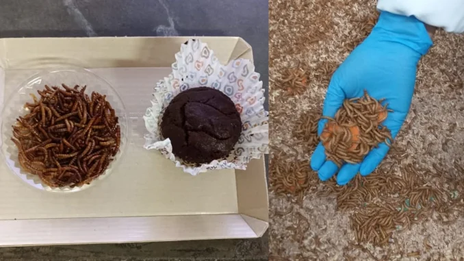Harina de gusano, Universidad Nacional, ingenieros, innovación, alimentos, Q’Hubo Medellín