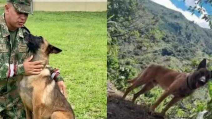 Perro-Wilson