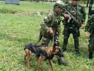 Perro-que-buscaba-a-menores-en-el-Guaviare-