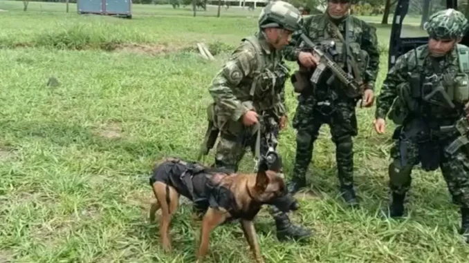 Perro-que-buscaba-a-menores-en-el-Guaviare-