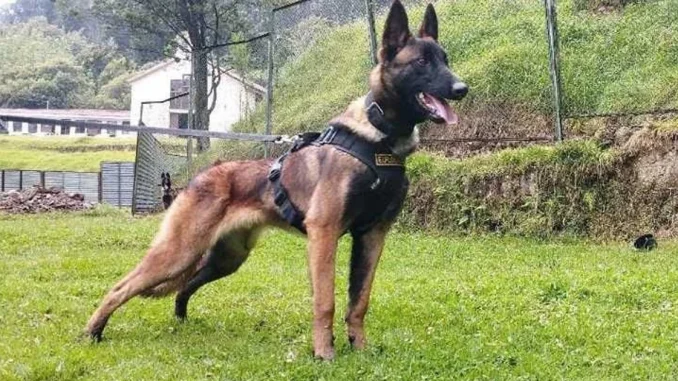 Oficialmente se suspenden las operaciones de búsqueda de Wilson, el perro rescatista. .