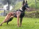 Oficialmente se suspenden las operaciones de búsqueda de Wilson, el perro rescatista. .