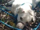 Rescataron-perro-que-fue-lanzado-al-río-Medellín