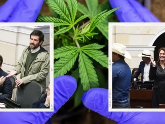 Se-hundió-proyecto-para-regular-el-consumo-de-Cannabis-