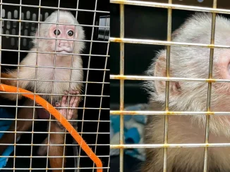 mono cariblanco, fauna silvestre, Bello, La Maruchenga, Área Metropolitana, rescate, Q’Hubo Medellín