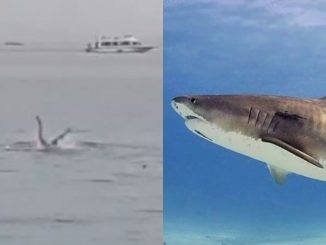 Tiburón que atacó a turista