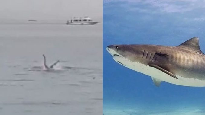Tiburón que atacó a turista
