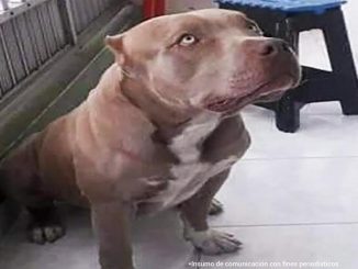 El perro fue cruelmente asesinado por un hombre en el barrio Las Margaritas de Medellín.