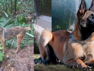 Wilson es un perro pastor belga de 6 años que continúa desaparecido tras participar en la búsqueda de los pequeños en Guaviare.