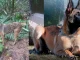 Wilson es un perro pastor belga de 6 años que continúa desaparecido tras participar en la búsqueda de los pequeños en Guaviare.