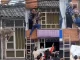 Rescate de un perro que quedó atrapado en cables de electricidad