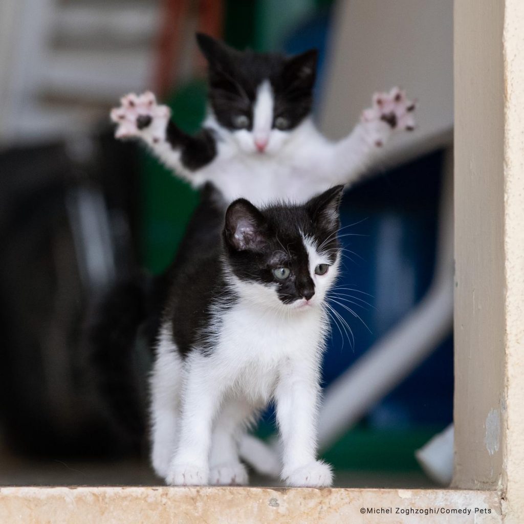 Concurso de fotografía cómica de mascotas