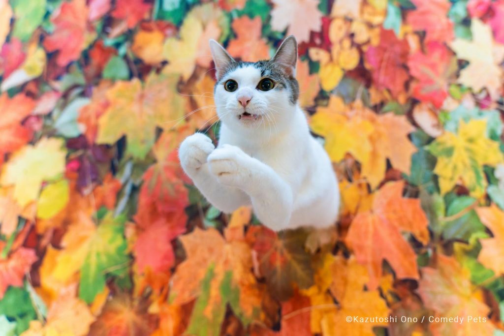 Concurso de fotografía cómica de mascotas 