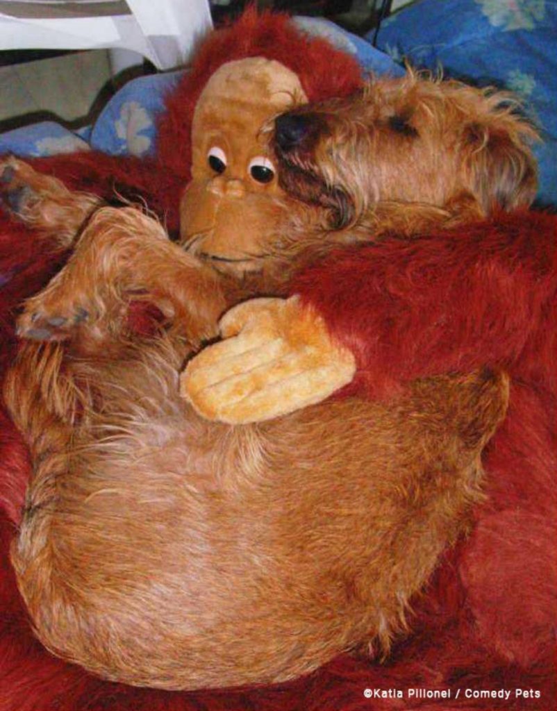 Concurso de fotografía cómica de mascotas 
