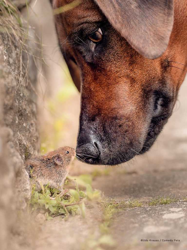 Concurso de fotografía cómica de mascotas 