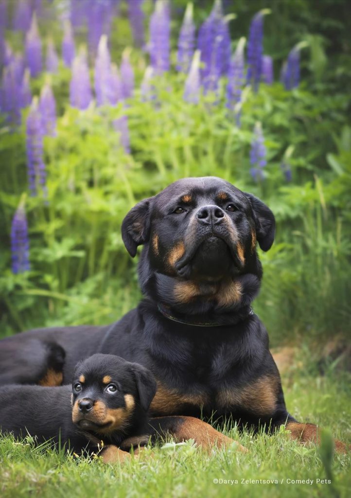 Concurso de fotografía cómica de mascotas 