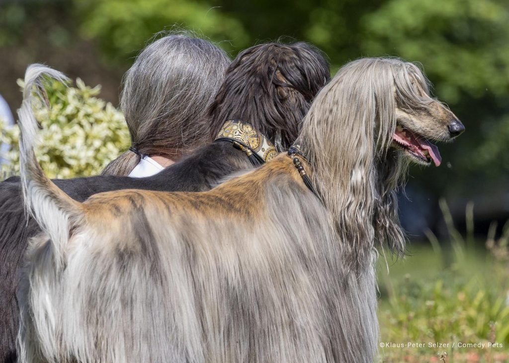 Concurso de fotografía cómica de mascotas 