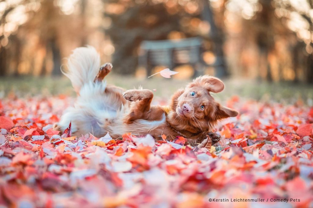 Concurso de fotografía cómica de mascotas 