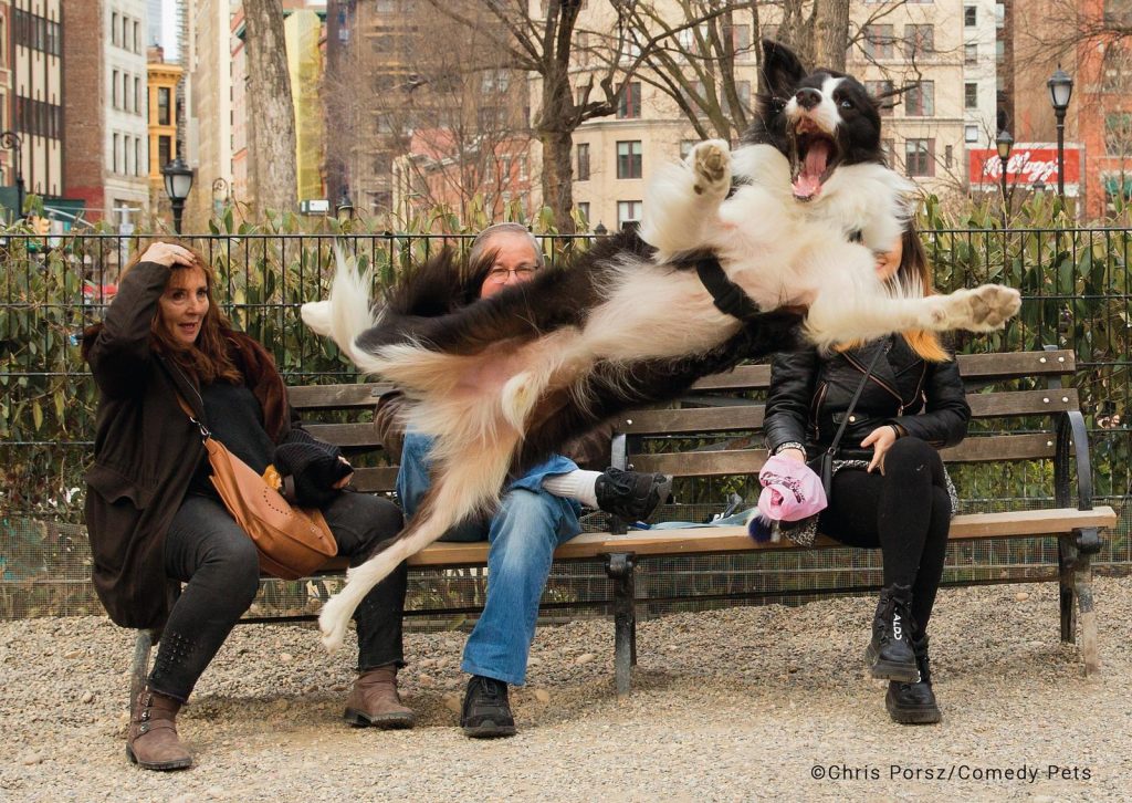 Concurso de fotografía cómica de mascotas 