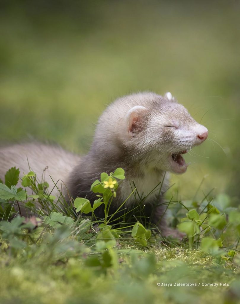 Concurso de fotografía cómica de mascotas 