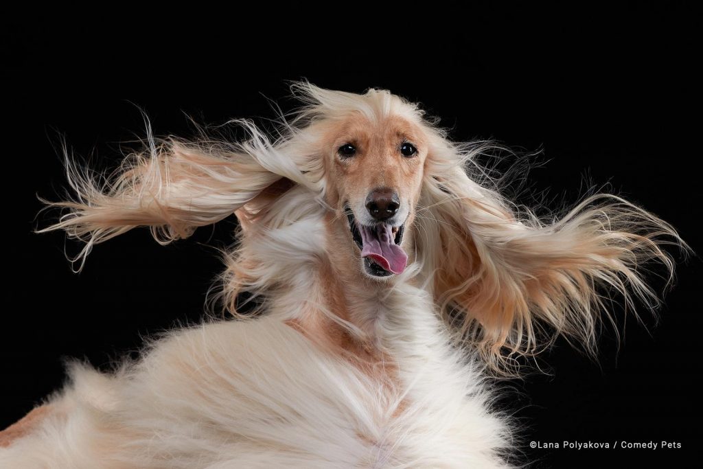 Concurso de fotografía cómica de mascotas 