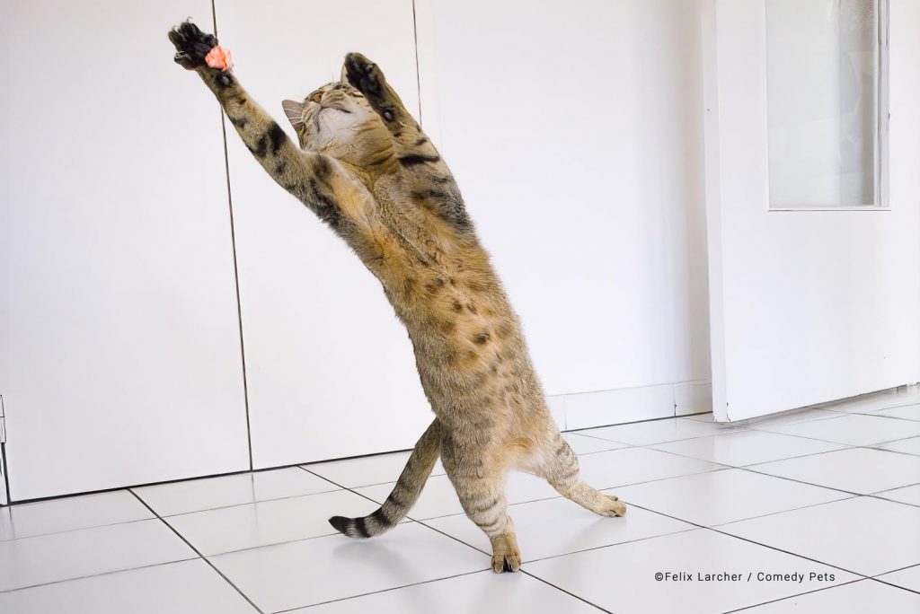 Concurso de fotografía cómica de mascotas 