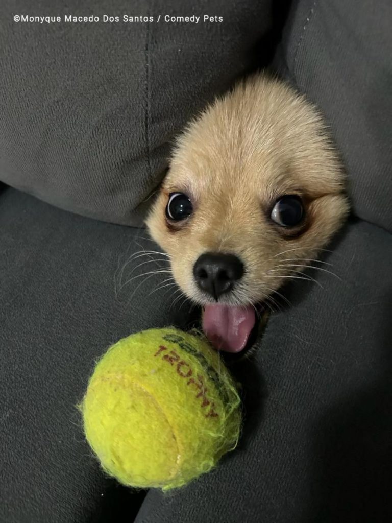 Concurso de fotografía cómica de mascotas 