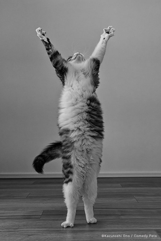 Concurso de fotografía cómica de mascotas 
