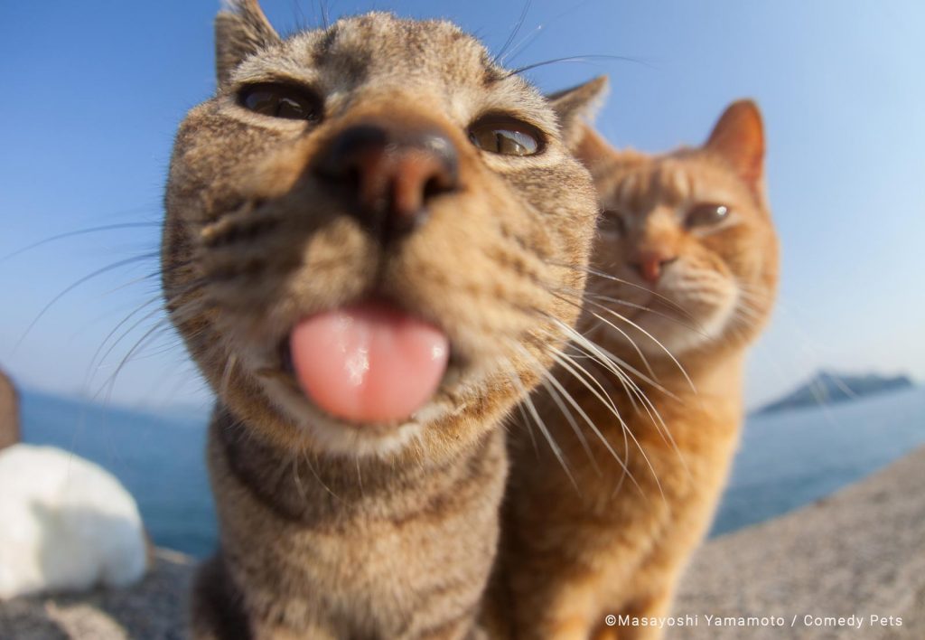 Concurso de fotografía cómica de mascotas 