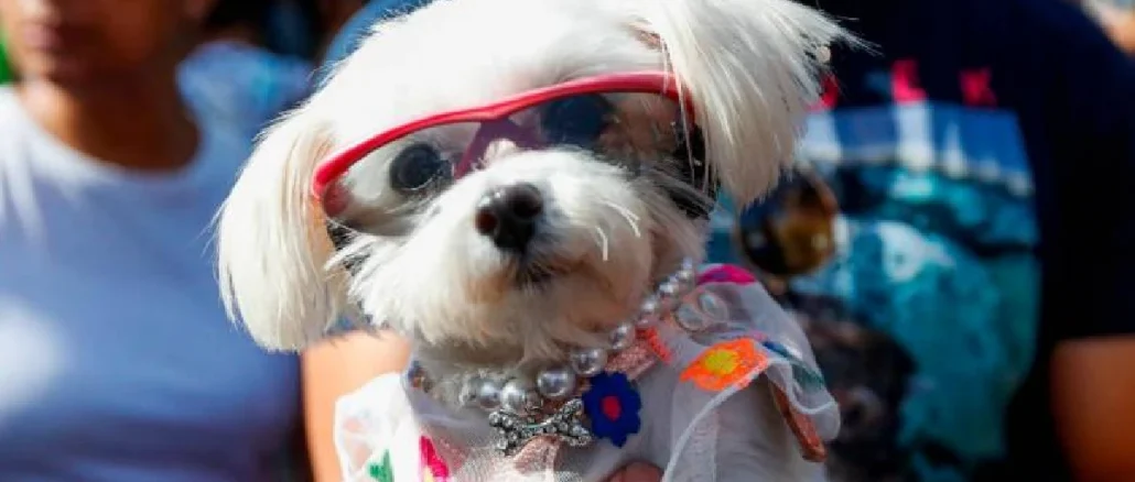 Así será la Caminata Canina de la Feria de las Flores 2023.