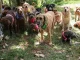 Perritos-de-Mi-Manada-y-Yo-