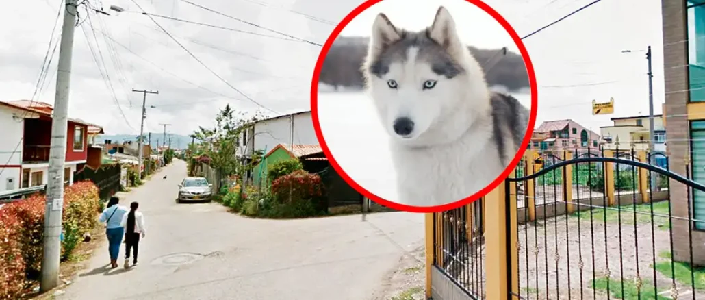 Perro cota