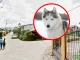 Perro cota