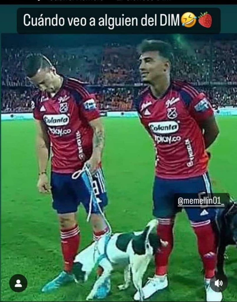 Perros