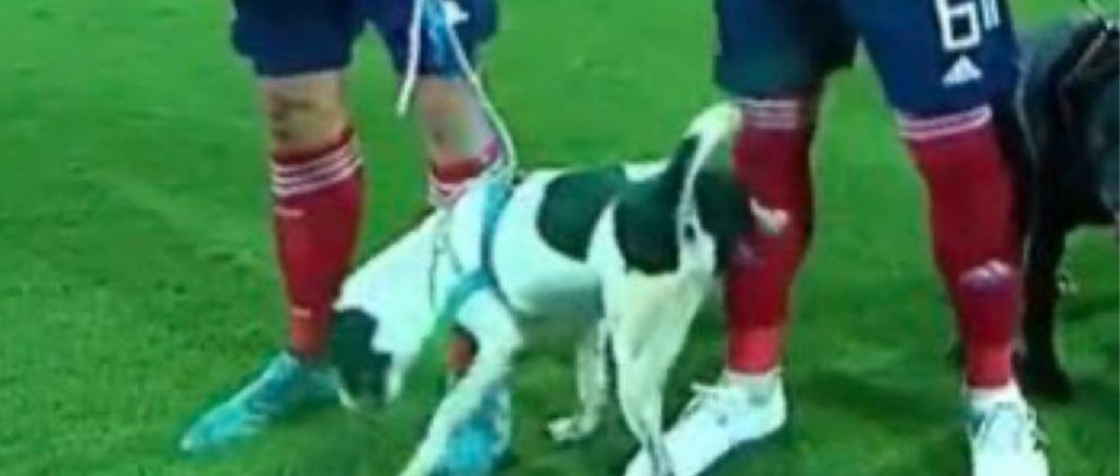 Perros