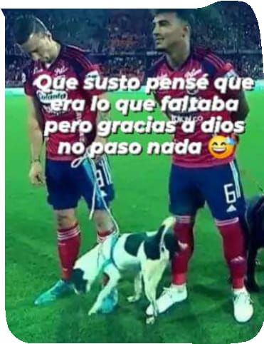 Perros
