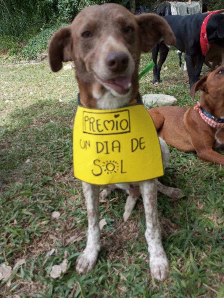 Mi Manada y Yo 