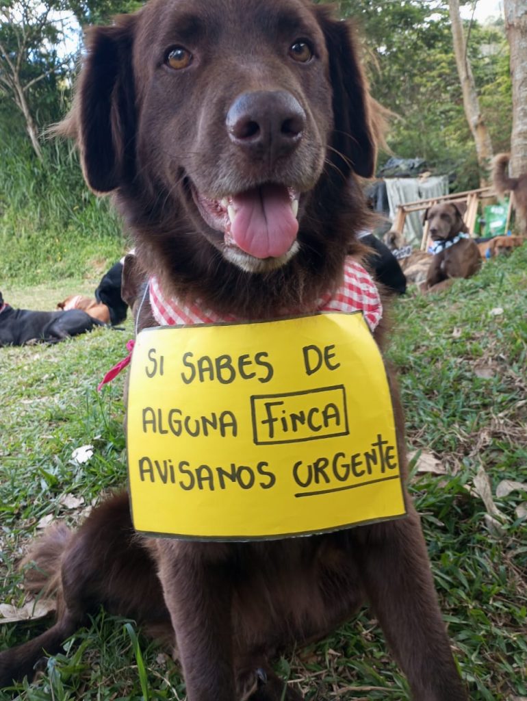 Están buscando una finca
