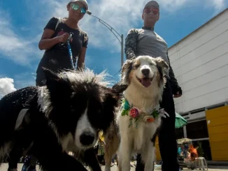 Planes para este domingo, 30 de julio, de la Feria de las Flores