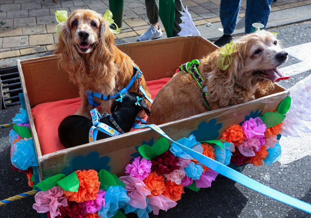 Caminata Canina y de Mascotas 2023 