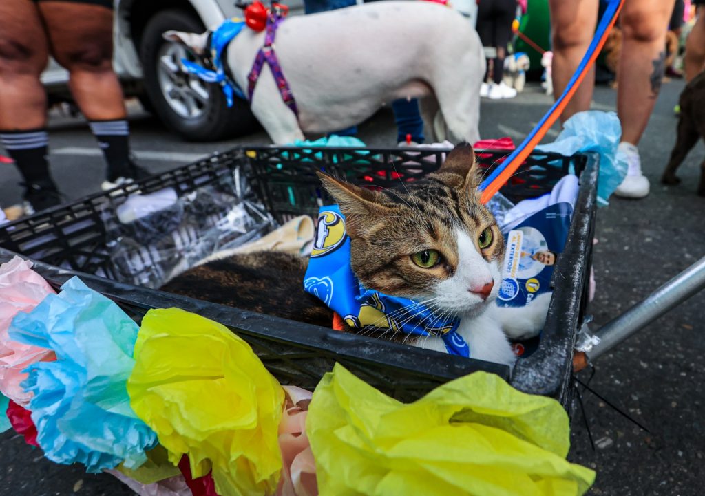 Caminata Canina y de Mascotas 2023 