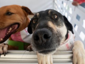 Donatón por los Animales
