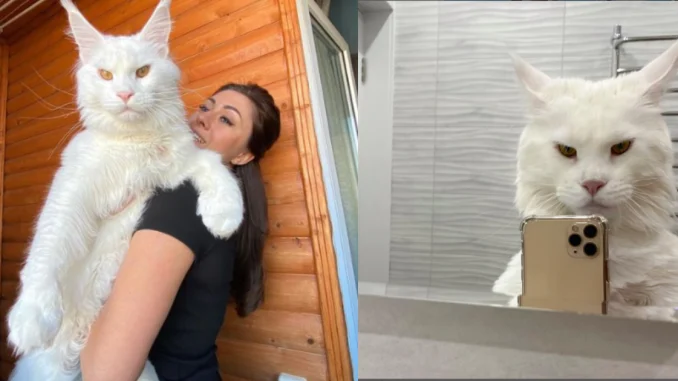 Gato más grande del mundo