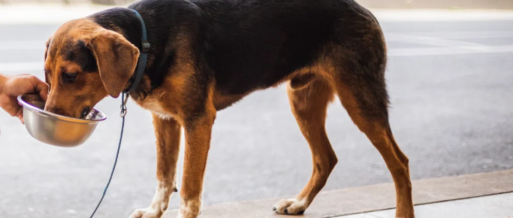 Golpes de calor animales