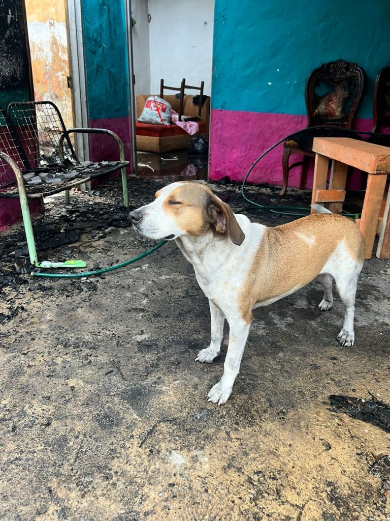 Perrita explosión vía Guatapé (1)