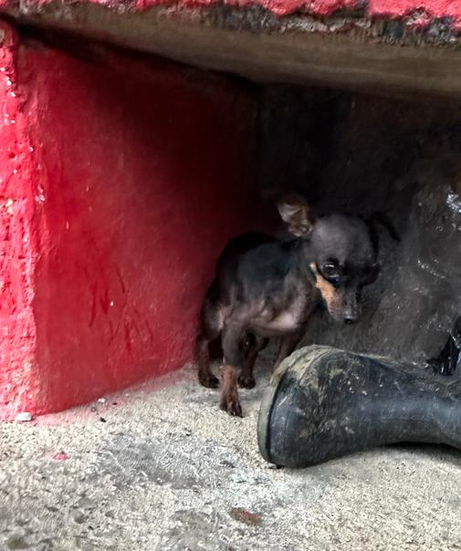 Perrito explosión vía Guatapé (2)